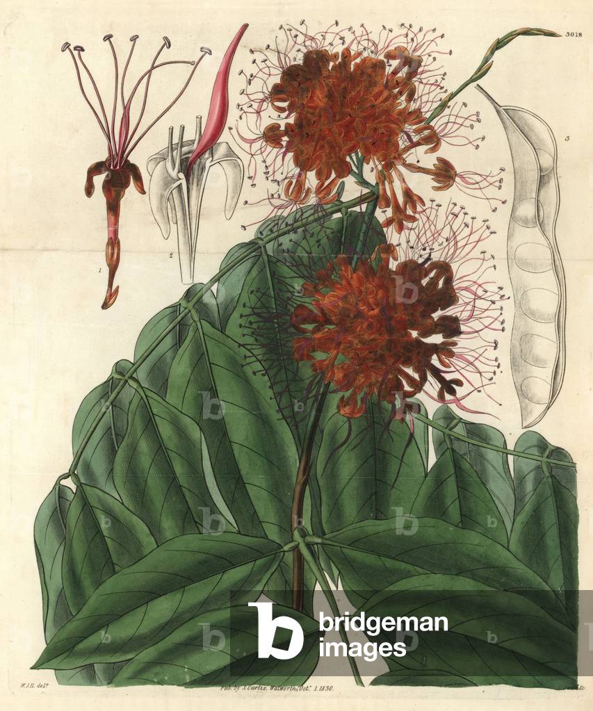 Flower of Saraca indica (Jonesia asoca) - Illustration by William Jackson Hooper (1785-1865), engraving by Swan, for the botanical magazine of William Curtis, 1829