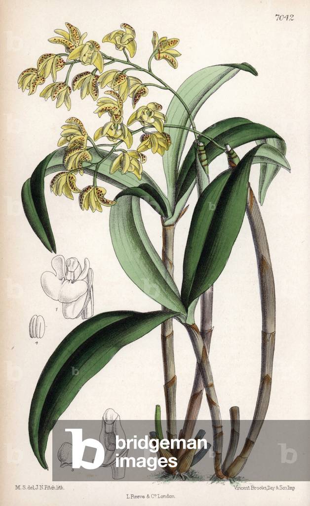 Dendrobium gracilicaule, orchid variety with small pale yellow flowers, from the east coast of Australia. Drawing by Matilda Smith (1854-1926), Lithography by J.N. Fitch in Curtis Botanical Magazine, by Joseph Dalton Hooker, published in London, England, by L. Reeve and Co, 1889.