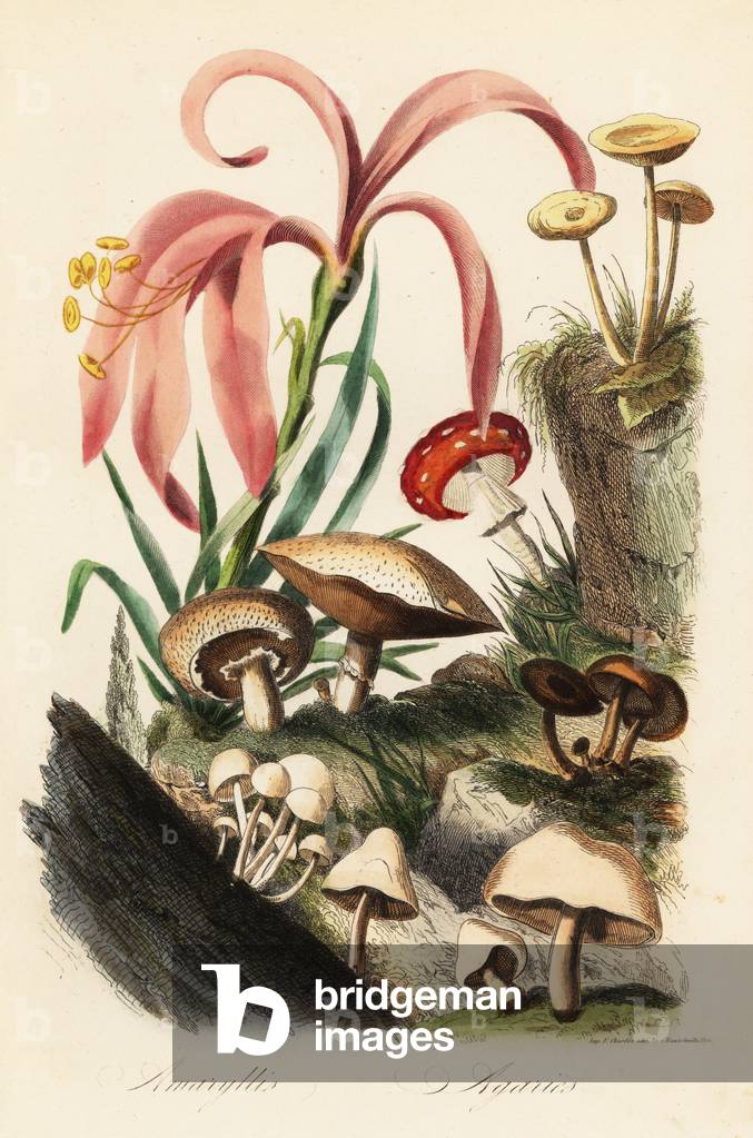 Hippeastrum species, fly agaric, Amanita muscaria, Amanita caesarea, Caesar's mushroom, Amanita caesarea, and other mushrooms