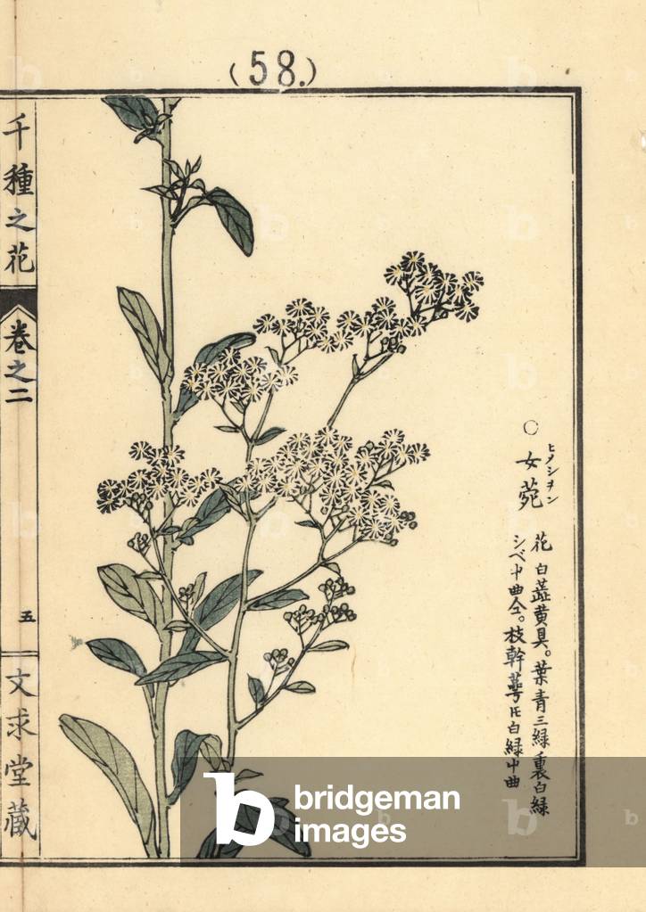 Himejon or annual fleabane, Erigeron annuus. Handcoloured woodblock print by Kono Bairei from Senshu no Hana (One Thousand Varieties of Flowers), Bunkyudo, Kyoto, 1900.