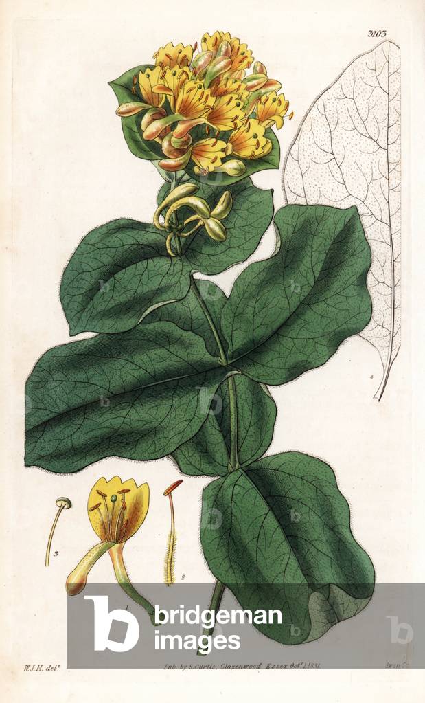 Hairy ankle - Hairy American woodbine, Lonicera hirsuta. Handcoloured copperplate engraving by Swan after an illustration by William Jackson Hooker from Samuel Curtis's “” Botanical Magazine,”” London, 1831.