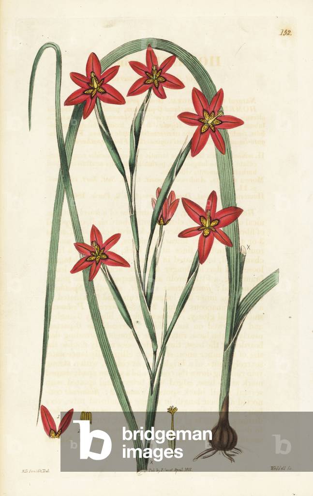 Two-leaf cape tulip, Moraea miniata (spot-flowered homeria, Homeria miniata). Handcoloured copperplate engraving by Weddell after a botanical illustration by Edward Dalton Smith from Robert Sweet's The British Flower Garden, Ridgeway, London, 1826.
