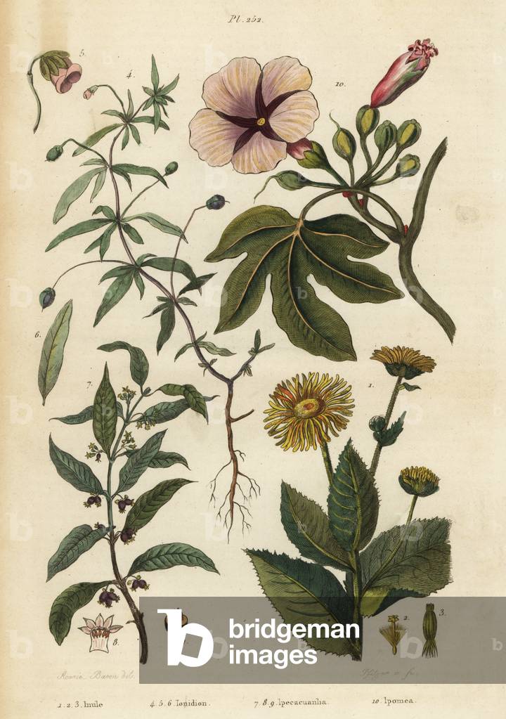 Elecampane, Inula helenium 1-3, green violet, Hybanthus species  Ionidium polygalifolium 4-6, ipecacuanha, Carapichea ipecacuanha 7-9, and morning glory, Ipomoea insignis 10
