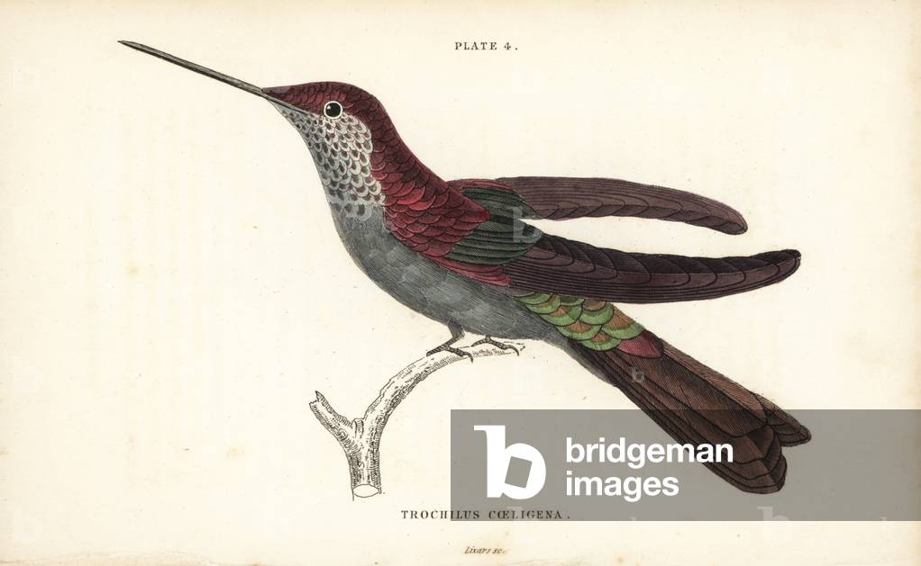 Bronzy inca, Coeligena coeligena (Purple hummingbird, Trochilus coeligena). Handcoloured steel engraving by William Lizars from Sir William Jardine's Naturalist's Library: Ornithology: Hummingbirds Volume 2, Edinburgh, W.H. Lizars, 1833.