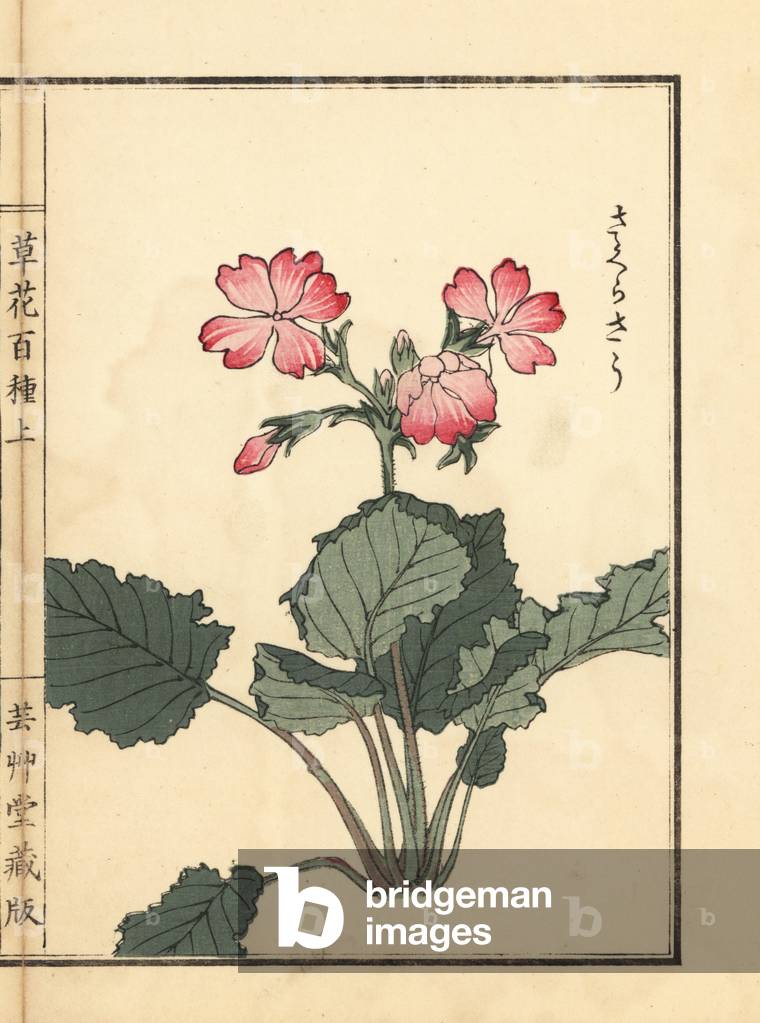 Sakurasou or Japanese primrose (Japanese primevere), Primula sieboldii. Handcoloured woodblock print by Kono Bairei from Kusa Bana Hyakushu (One Hundred Varieties of Flowers), Tokyo, Yamada, 1901.