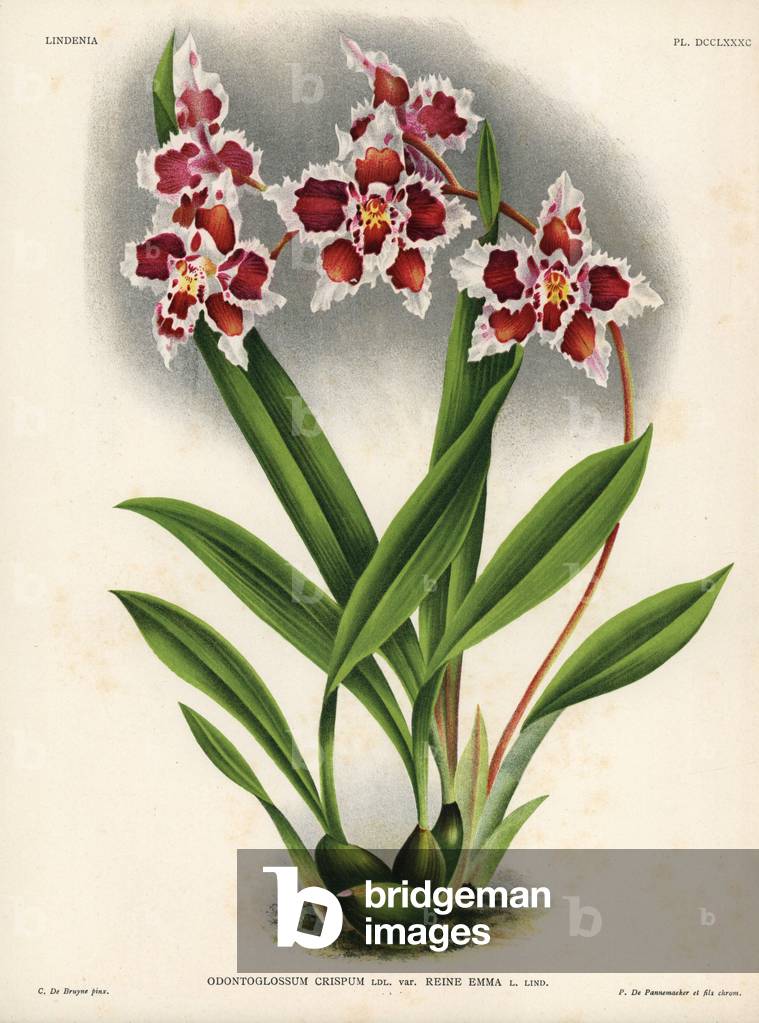Variete queen Emma de Odontoglossum crispum - Chromolithography by S. de Leeuw, after a drawing by C. de Bruyne, published in Lindenia, Iconography of orchides, by Lucien Linden, Brussels (Belgium), 1902