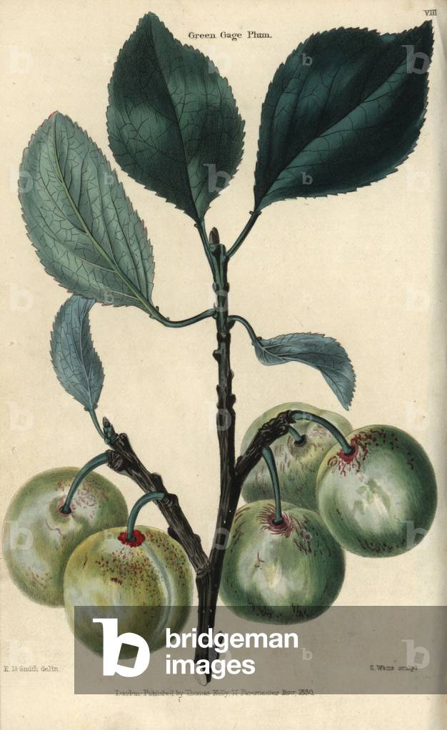 Fruit and leaves of the greengage plum, Prunus domestica italica