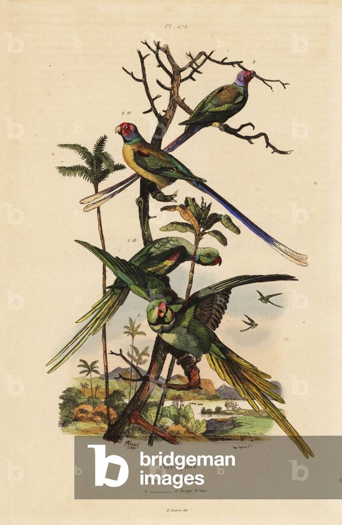 Alexandrine parakeet, Psittacula eupatria, and long-tailed parakeet, Psittacula longicauda Perruche d'Alexandre et perruche a longs brins
