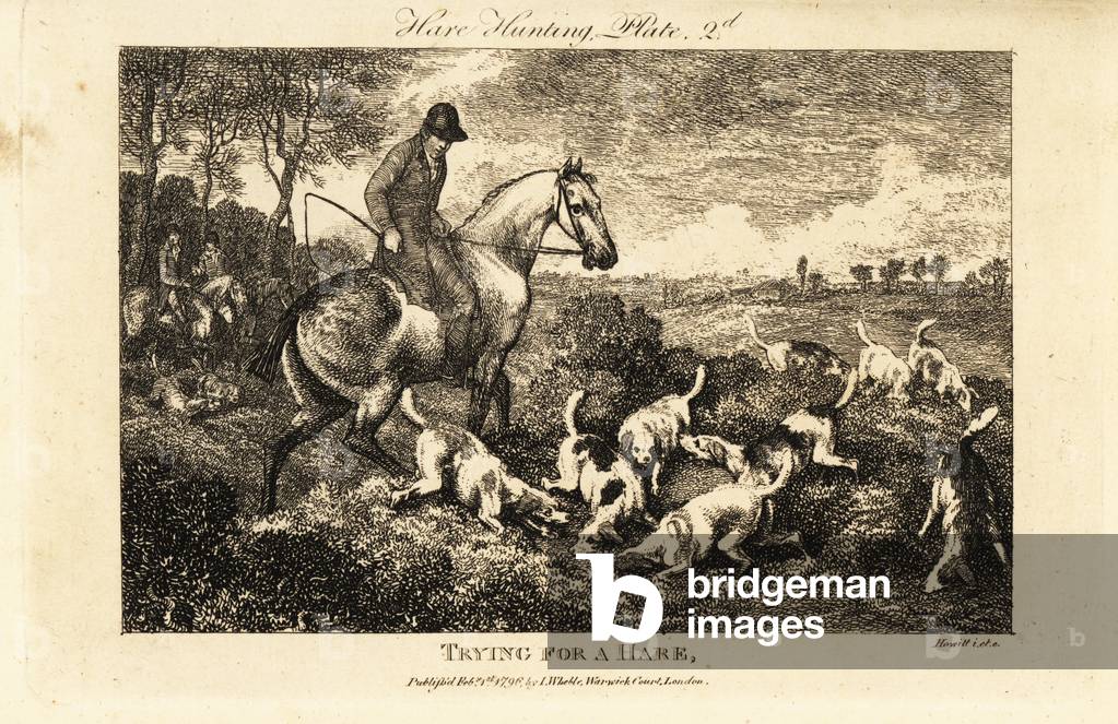 Mounted huntsman watching a pack of hounds digging for hares