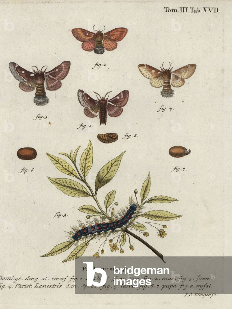 Eastern eggar and small eggar moths.