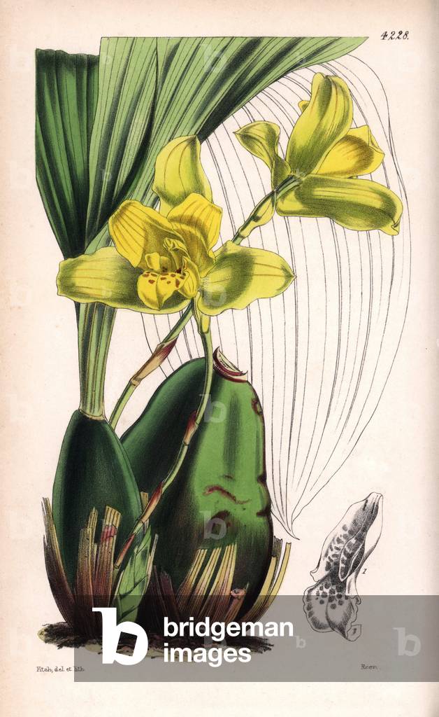 Maxillaria macrobulb and yellow flowers, Maxillaria macrobulbon - Botanical illustration by Walter Hood Fitch (1817-1892), lithography published in Curtis's Botanical Magazine for Sir William Jackson Hooker, Reeve Brothers edition, London 1846