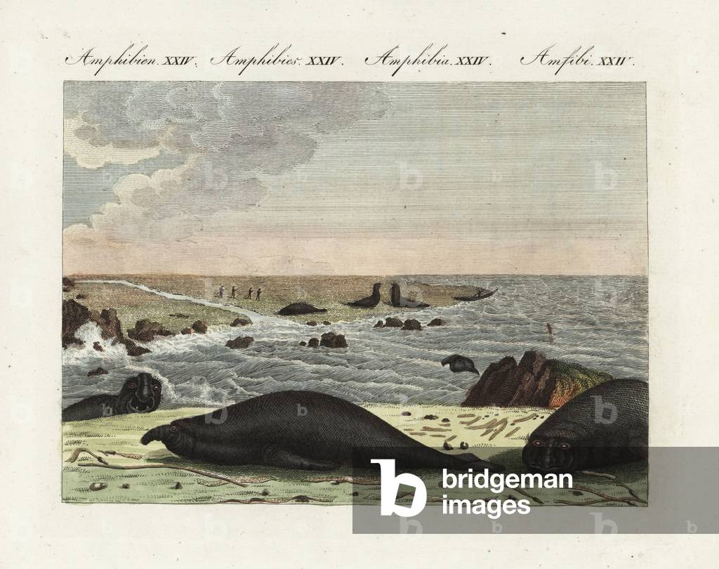 Southern elephant seal - Southern sea elephant or austral - Mirounga leonina (Phoca proboscidea) basking on King Island, Tasmania. Handcoloured copperplate engraving from Bertuch's “” Bilderbuch fur Kinder”” (Picture Book for Children), Weimar, 1807. Friedrich Johann Bertuch (1747-1822) was a German publisher and man of arts most famous for his 12-volume encyclopedia for children illustrated with 1,200 engraved plates on natural history, science, costume, mythology, etc., published from 1790-1830.