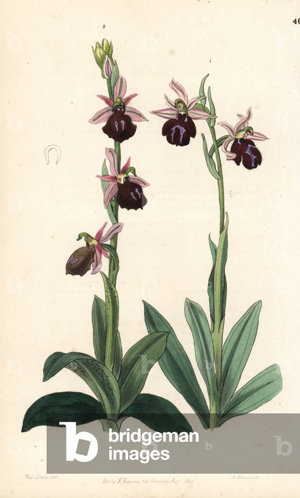 Greek orchids: bumblebee orchid, Ophrys bombyliflora (Ophrys tabanifera) and horseshoe bee-orchid, Ophrys ferrum-equinum. Handcoloured copperplate engraving by George Barclay after an illustration by Miss Sarah Drake from Edwards' Botanical Register, edited by John Lindley, London: Ridgeway, 1847.