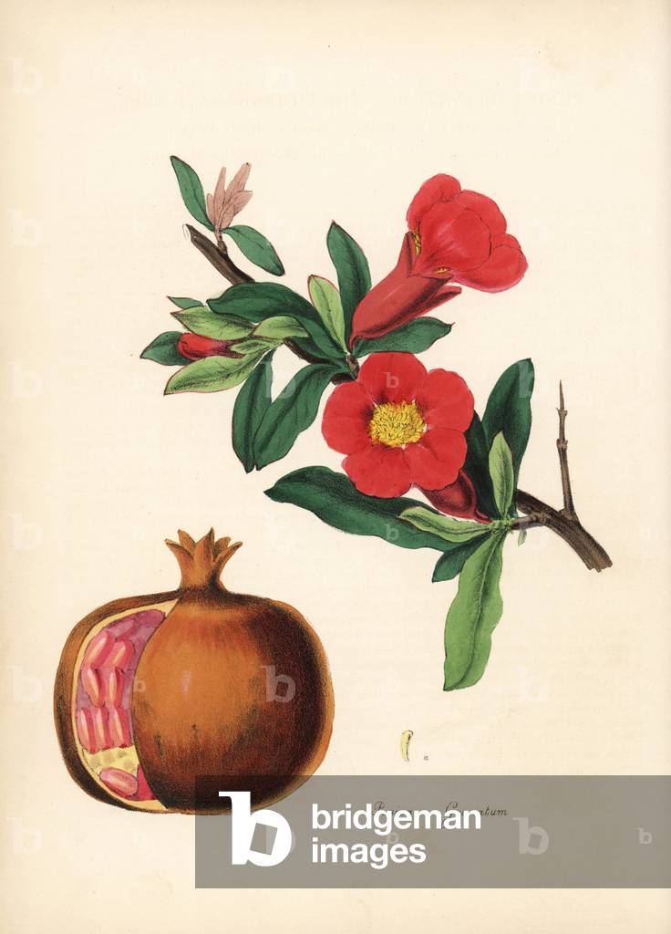 Pomegranate - Pomegranate, Punica granatum., with flower, fruit and fruit in section showing seeds. Handcoloured zincograph by Chabots drawn by Miss M. A. Burnett from her “” Plantae Utiliores: or Illustrations of Useful Plants,”” Whittaker, London, 1842. Miss Burnett drew the botanical illustrations, but the text was chiefly by her late brother, British botanist Gilbert Thomas Burnett (1800-1835).