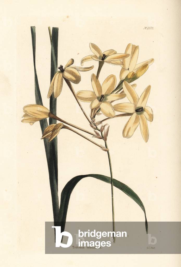 Ixia paniculata (Tritonia tenuiflora). Handcoloured copperplate engraving by George Cooke from Conrad Loddiges' Botanical Cabinet, Hackney, 1825.