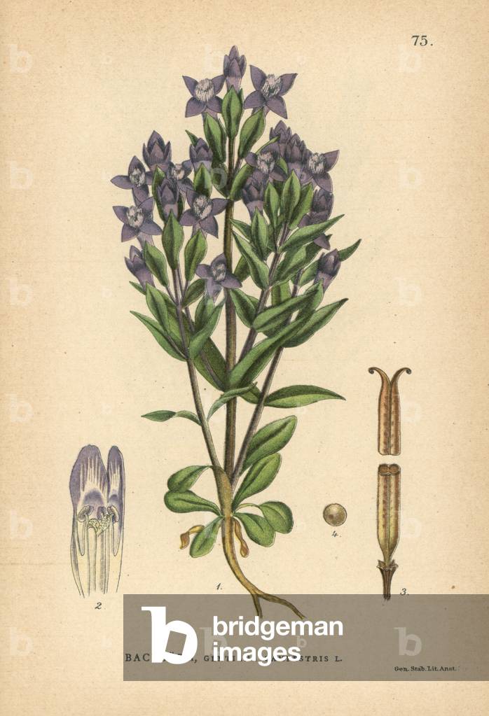 Field gentian, Gentiana campestris