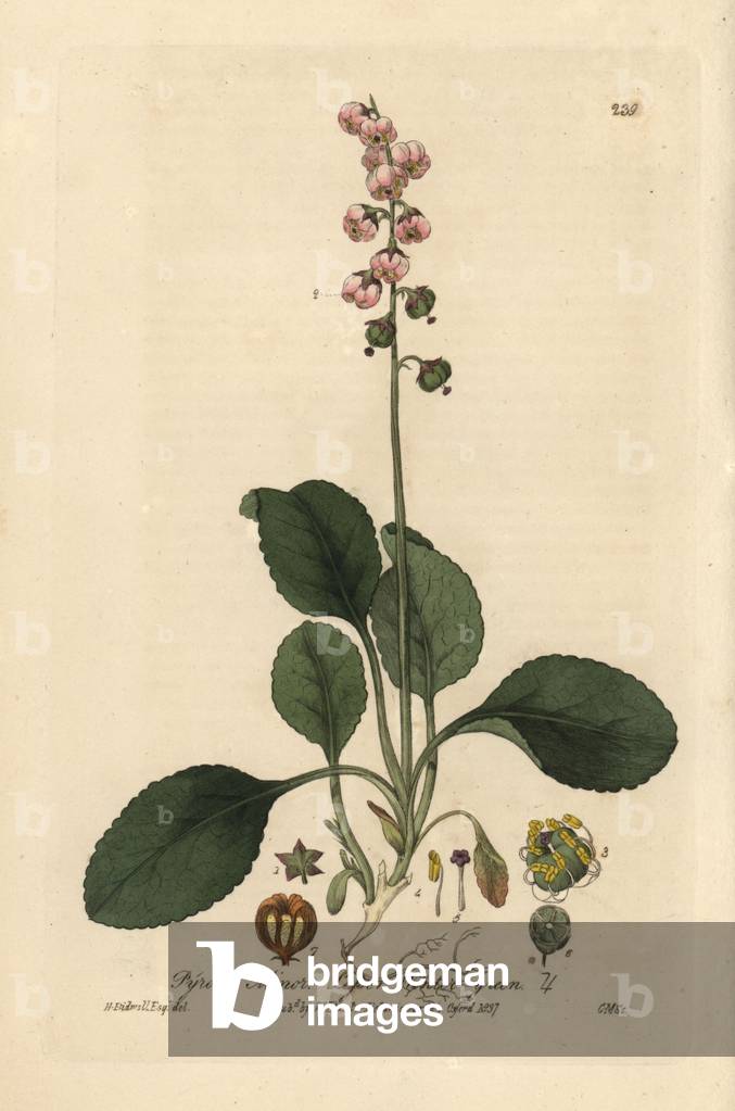 Petite pirole - Lesser winter green, Pyrola minor - Handcoloured copperplate drawn by H. Bidwell and engraved by Charles Mathews from William Baxter's “British Phaenogamous Botany” 1837