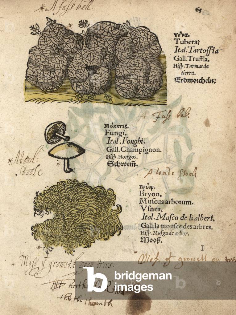 Truffle, Tuber melanosporum, mushroom species, and tree moss, Muscus arborum. Handcoloured woodblock engraving of a botanical illustration from Adam Lonicer's Krauterbuch, or Herbal, Frankfurt, 1557. This from a 17th century pirate edition or atlas of illustrations only, with captions in Latin, Greek, French, Italian, German, and in English manuscript.