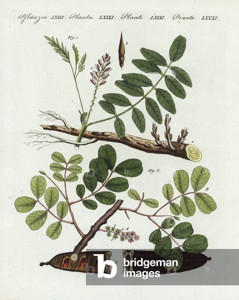 Liquorice or licorice, Glycyrrhiza glabra 1, and carob tree and St John 's-bread (carob), Ceratonia siliqua 2. Handcoloured copperplate engraving from Friedrich Johann Bertuch's Bilderbuch fur Kinder (Picture Book for Children), Weimar, 1802.
