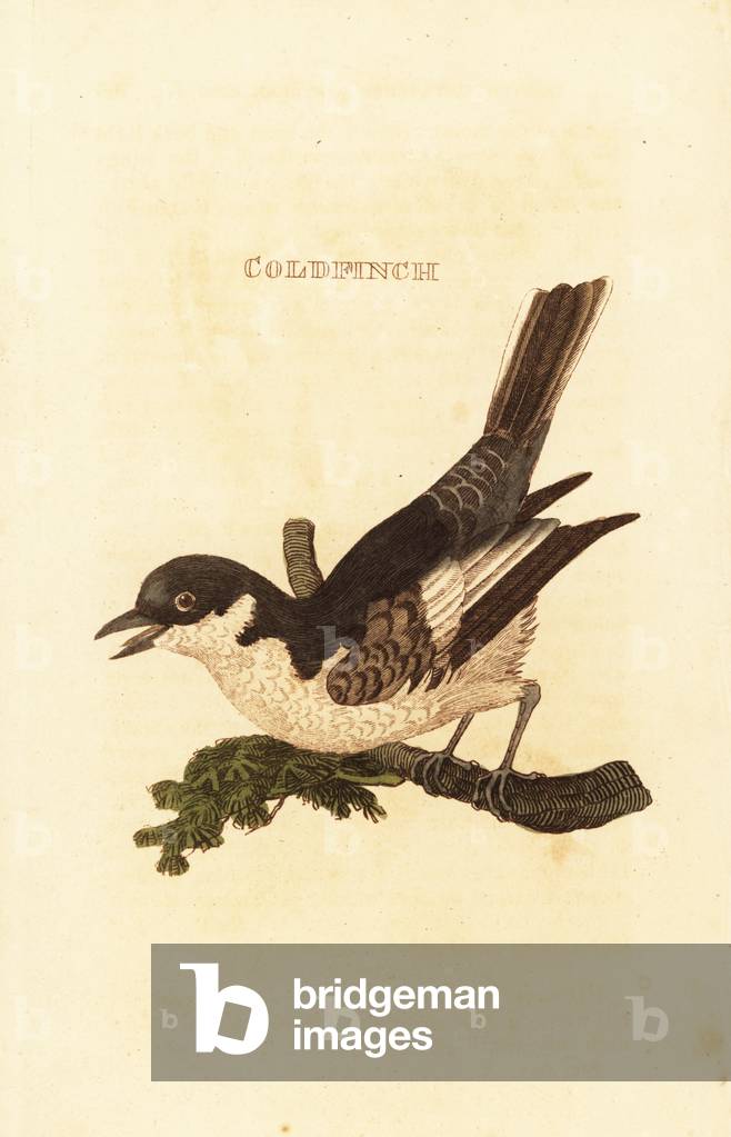 White wagtail, Motacilla alba