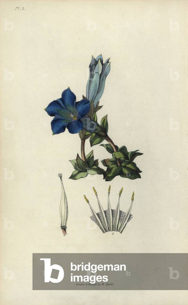 Stemless gentian, Gentiana acaulis. Handcoloured botanical illustration drawn and engraved by William Clark from Richard Morris's “Flora Conspicua” London, Longman, Rees, 1826. William Clark was former draughtsman to the London Horticultural Society and illustrated many botanical books in the 1820s and 1830s.