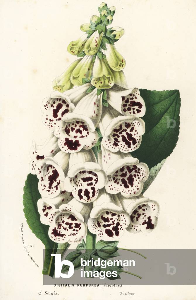 Foxglove variety, Digitalis purpurea. Handcoloured lithograph from Louis van Houtte and Charles Lemaire's Flowers of the Gardens and Hothouses of Europe, Flore des Serres et des Jardins de l'Europe, Ghent, Belgium, 1867-1868.