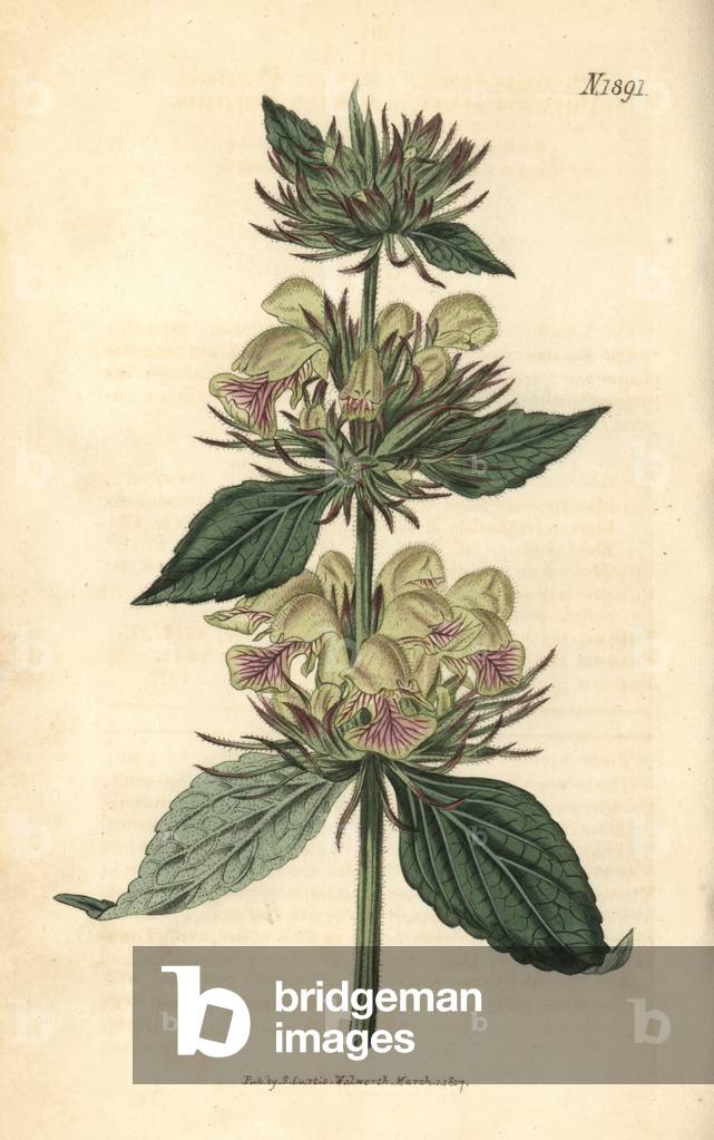 Jerusalem sage - Samian phlomis, Phlomis samia. Handcoloured botanical engraving from John Sims' Curtis's Botanical Magazine, Couchman, London, 1816.
