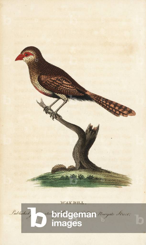 Waxbill, Estrilda astrild (Loxia astrild). Illustration copied from George Edwards. Handcoloured copperplate engraving from “” The Naturalist's Pocket Magazine,”” Harrison, London, 1802, the very rare eighth volume of the series.