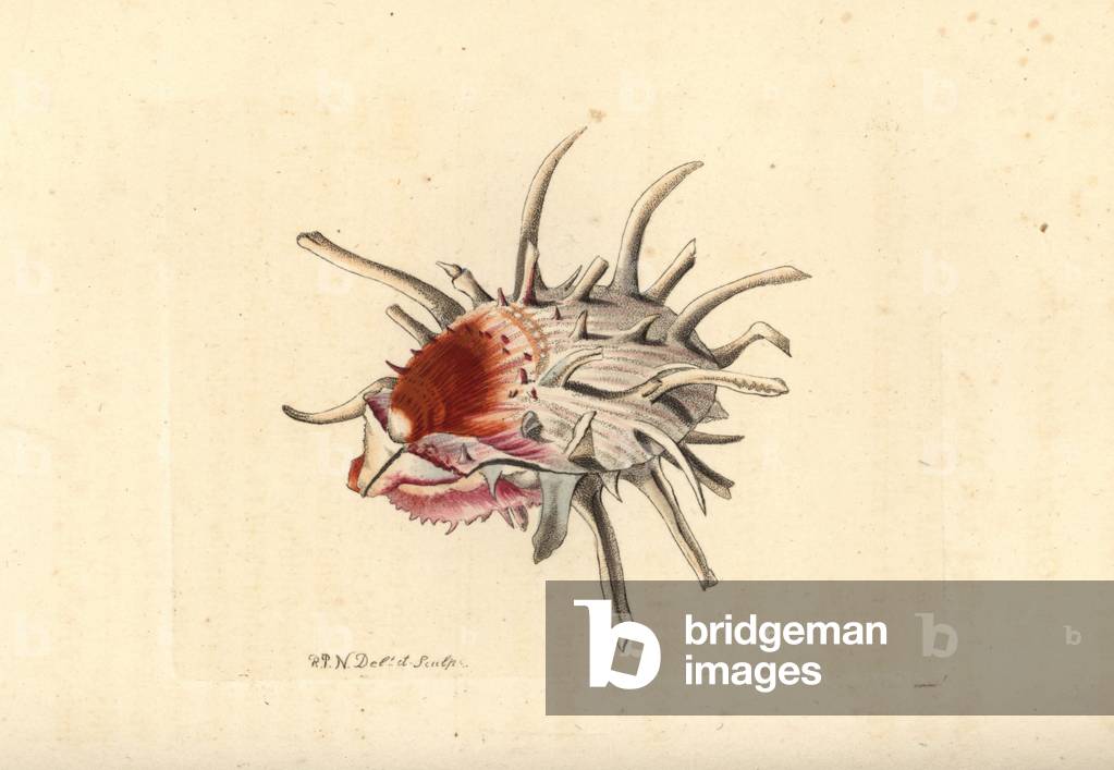 European thorny oyster, Spondylus gaederopus (Subauriculated spondylus, Spondylus goederopus). Illustration drawn and engraved by Richard Polydore Nodder. Handcoloured copperplate engraving from George Shaw and Frederick Nodder's The Naturalist's Miscellany, London, 1804.