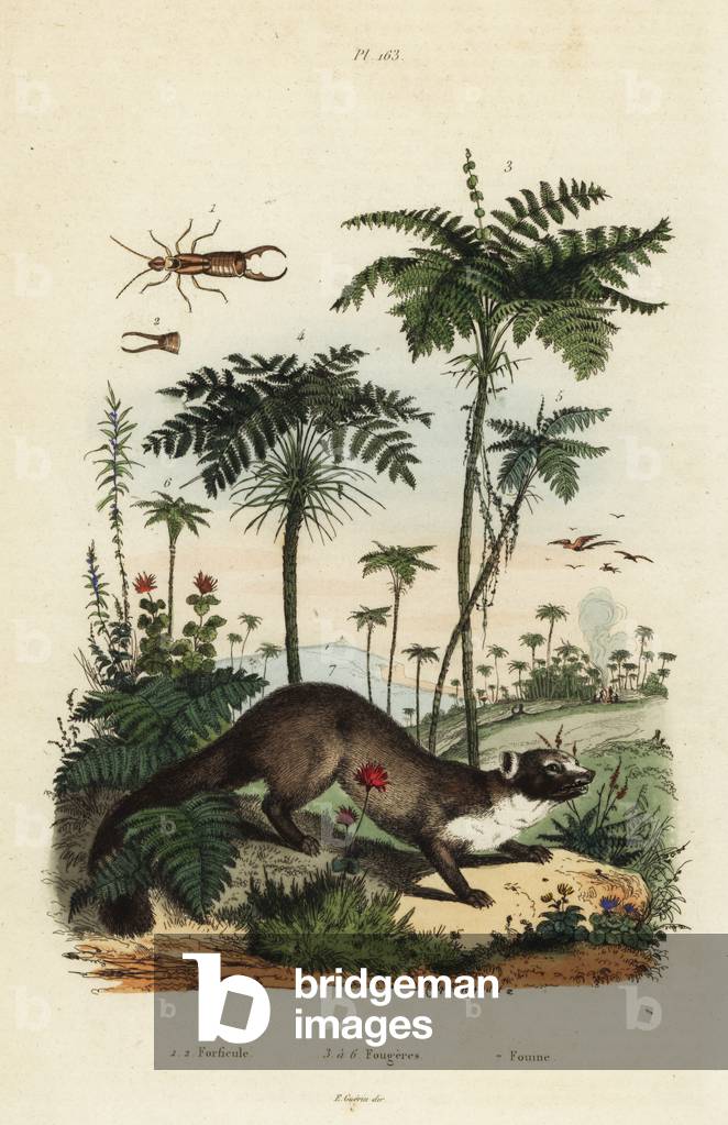 Beech marten, Martes foina 7, earwig, Forficula auricularia 1,2, and varieties of fern, Filices species 3-6