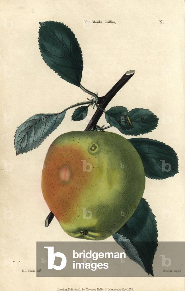 Green fruit and leaves of the Manks codling apple