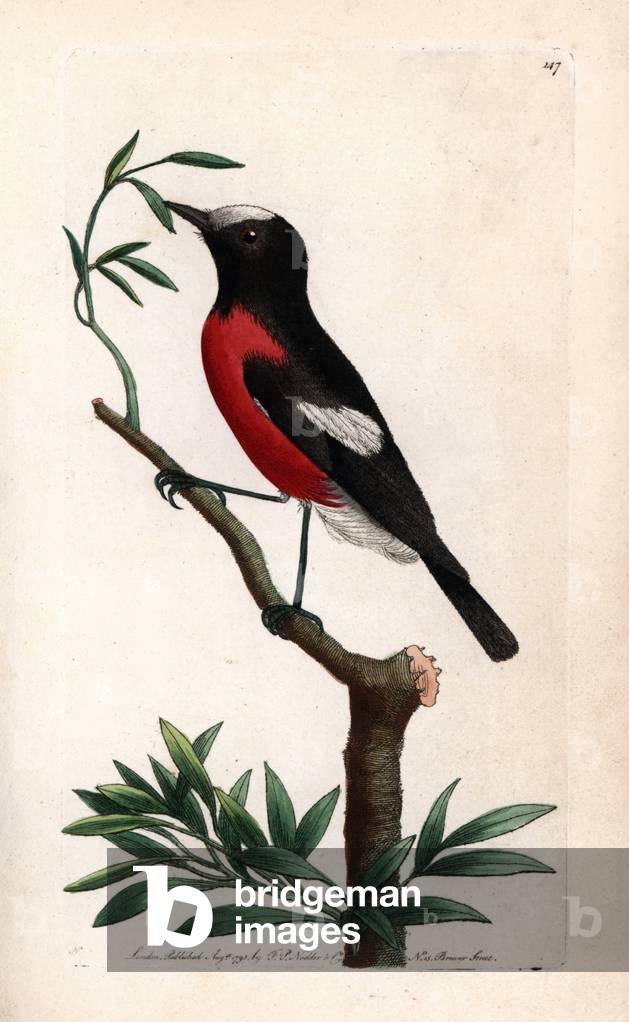 Miro ecarlate (Petroica multicolor), native to Norfolk Island, Melanesia and Polynesia. Signed illustration N (Frederick nodder). Lithography in The Naturalist's Miscellany, 1793, by George Shaw and Frederick Polydore Noder (1751-1801).