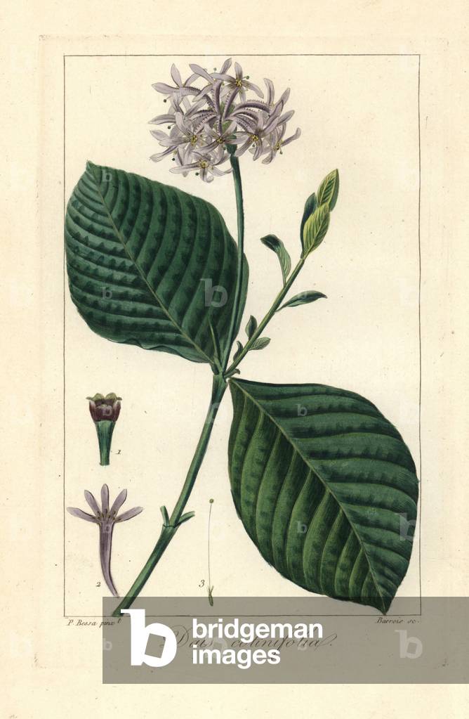 Pompom tree, Dais cotinifolia, native to South Africa. Handcoloured stipple engraving on copper by Barrois from a botanical illustration by Pancrace Bessa from Mordant de Launay's “Herbier General de l'Amateur,” Audot, Paris, 1820. The Herbier was published from 1810 to 1827 and edited by Mordant de Launay and Loiseleur-Deslongchamps. Bessa (1772-1830s), along with Redoute and Turpin, is considered one of the greatest English botanical artists of the 19th century.