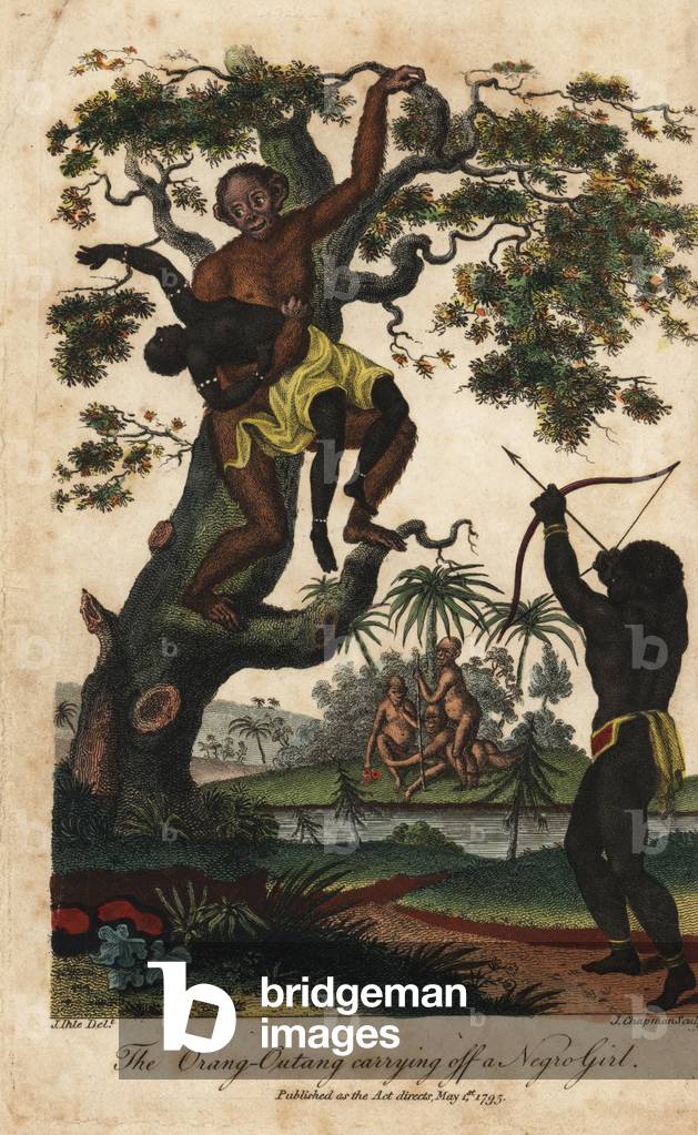 Common chimpanze, carrying an Angolan woman, while a man with a bow and arrows tries to save her - Chimpanzee, Pan troglodytes, carrying off an Angolan girl, as a man with bow and arrow tries to save her. Handcoloured copperplate engraving by J. Chapman after an illustration by Johann Jakob Ihle from Ebenezer Sibly's Universal System of Natural History, London, 1795.