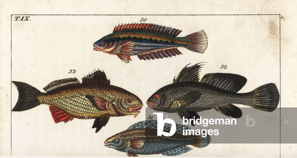 Girelle Royale - Black Corb (or Sea Raven) - Common Shadow - Rainbow wrasse, Coris julis 30, argus wrasse, Halichoeres argus 31, brown meagre, Sciaena umbra 32 and shi drum, Umbrina cirrosa 33. Handcolored copperplate engraving after Jacob Nilson from Gottlieb Tobias Wilhelm's Encyclopedia of Natural History: Fish, Augsburg, 1804. Wilhelm (1758-1811) was a Bavarian clergy and naturalist known as the German Buffon.