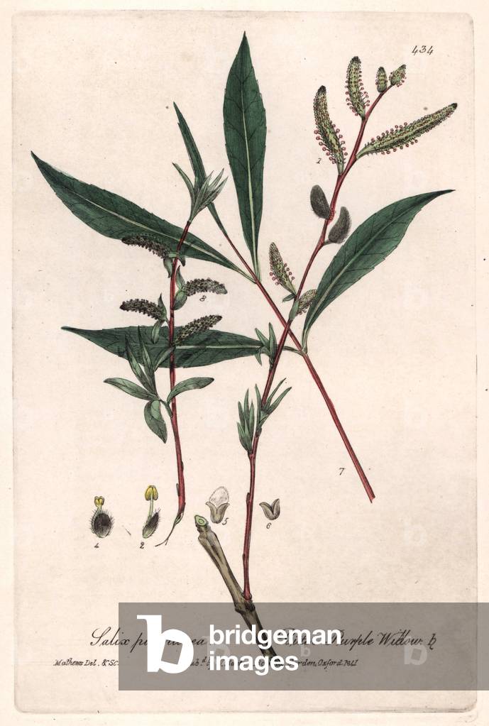 Purple or Red Wicker or Purple Willow (Salix purpurea) - Botanical Plate by Isaac Russell, engraved by Charles Matthews, taken from “English Botanical Phenomenes” by William Baxter (1788-1871), 1837