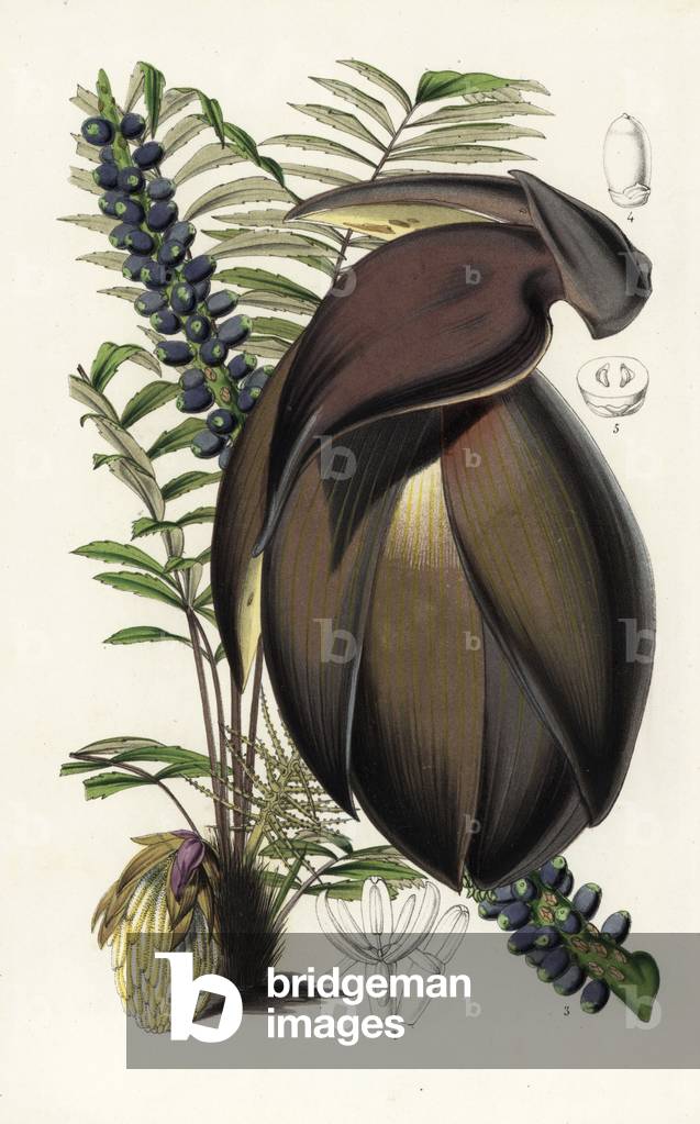 Palm tree, Wallichia oblongifolia (Wallichia densiflora). Handcoloured lithograph from Louis van Houtte and Charles Lemaire's Flowers of the Gardens and Hothouses of Europe, Flore des Serres et des Jardins de l'Europe, Ghent, Belgium, 1851.