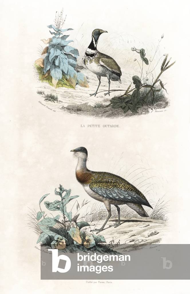 Little bustard, Tetrax tetrax, and great bustard, Otis tarda. Handcoloured engraving on steel by Manceau after a drawing by Edouard Travies from Richard's “New Edition of the Complete Works of Buffon,”” Pourrat Freres, Paris, 1837.