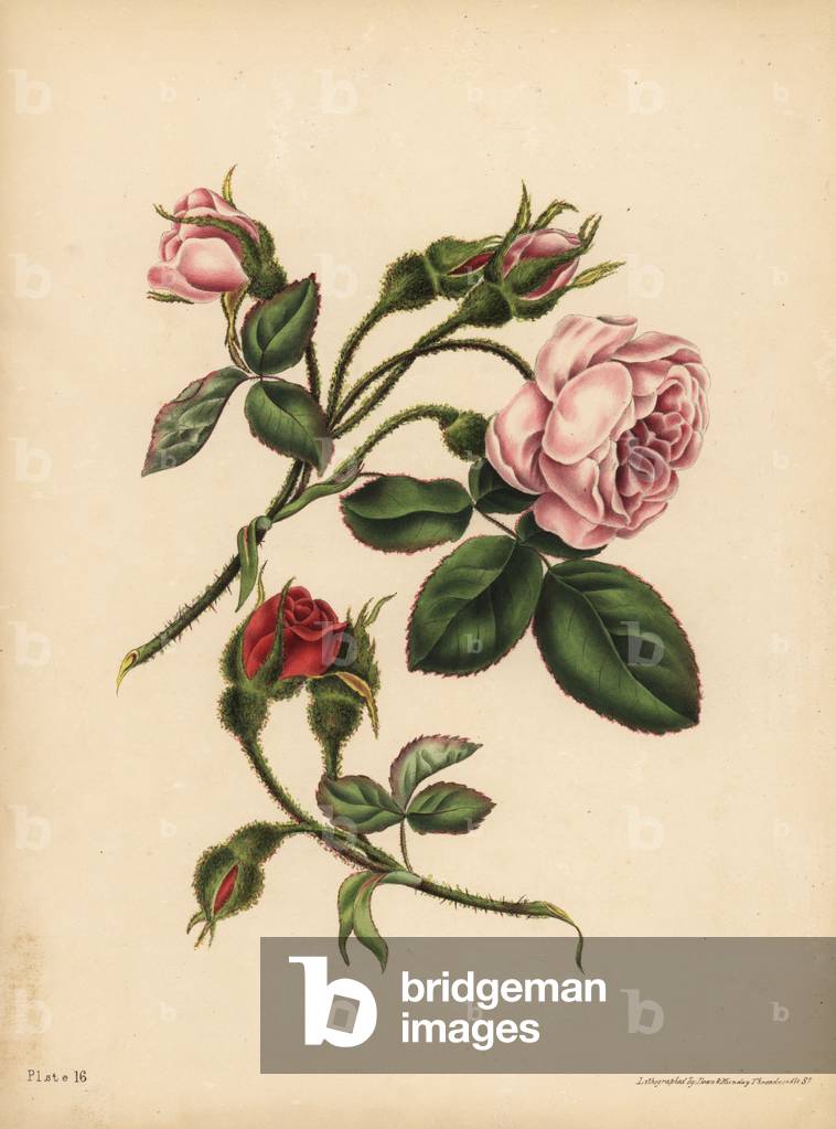 Pink and scarlet Moss Rose-Buds, Beauty, love, and poetry