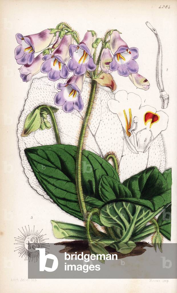 Primulina dryas (Chinese chirita, Chirita sinensis). Handcoloured botanical illustration drawn and lithographed by Walter Fitch from Sir William Jackson Hooker's “Curtis's Botanical Magazine,” London, 1847.