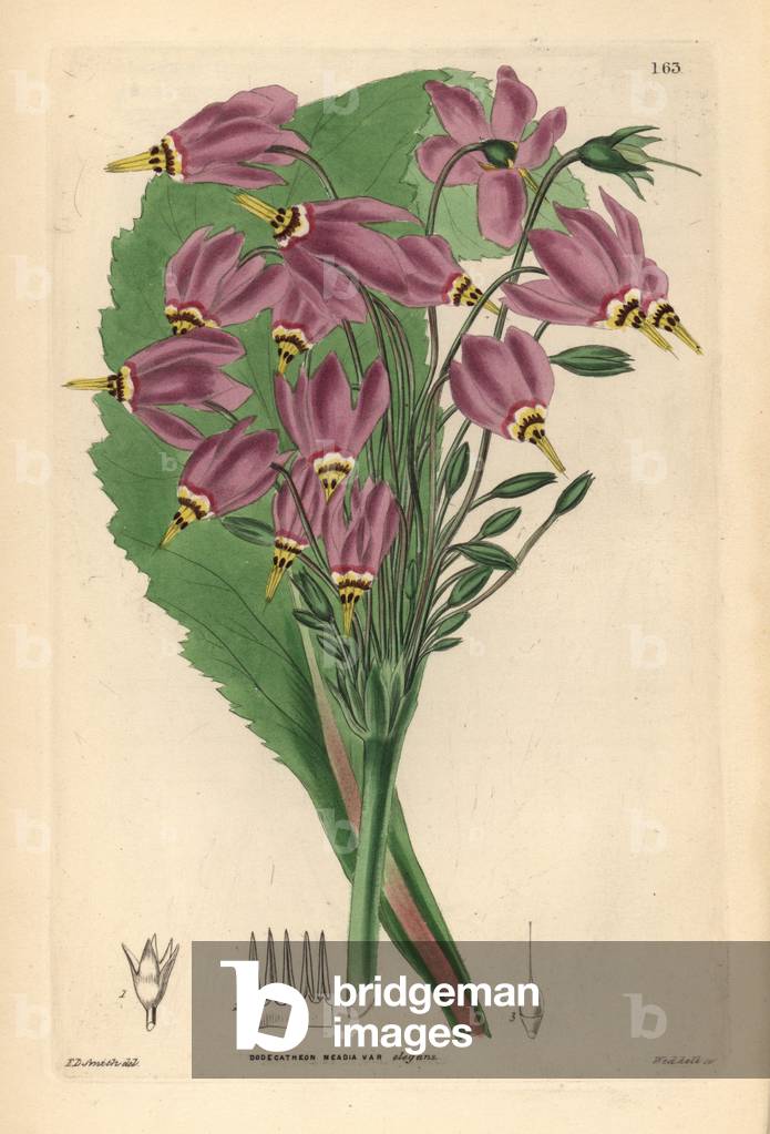 Giroselle de Virginie - Shooting star, Dodecatheon meadia (Elegant American cowslip, Dodecatheon meadia var. elegans). Handcoloured copperplate engraving by Weddell after Edwin Dalton Smith from John Lindley and Robert Sweet's Ornamental Flower Garden and Shrubbery, G. Willis, London, 1854.