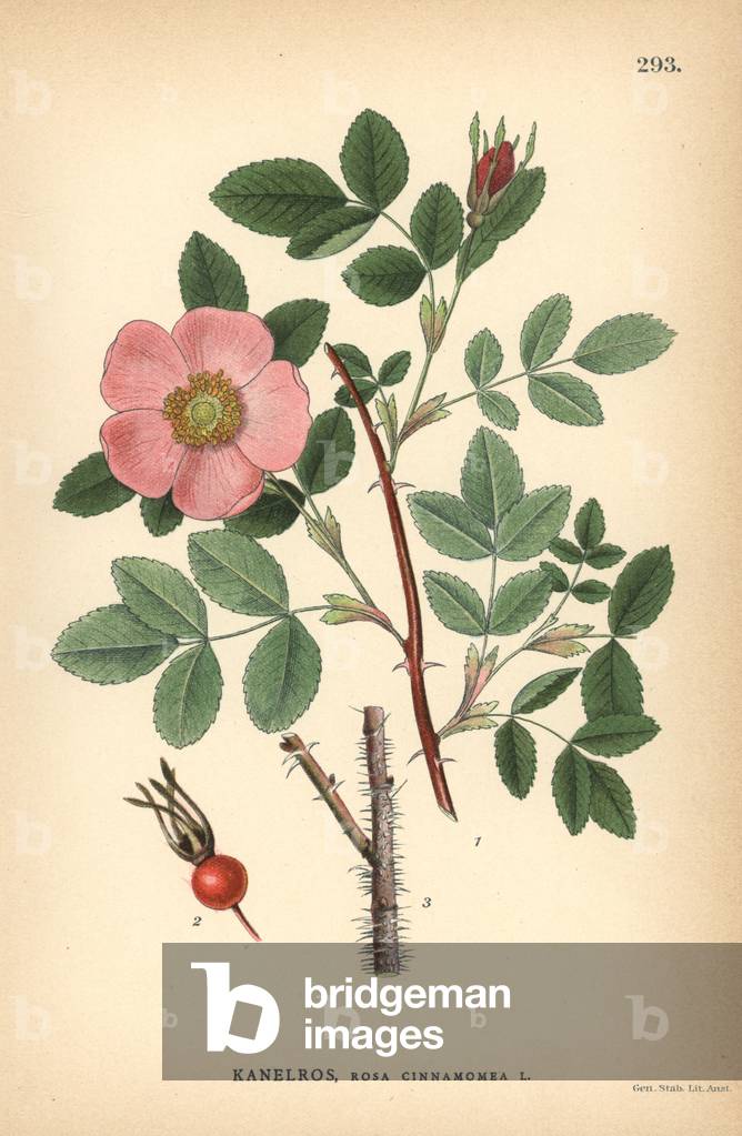 Cinnamon rose, Rosa cinnamomea