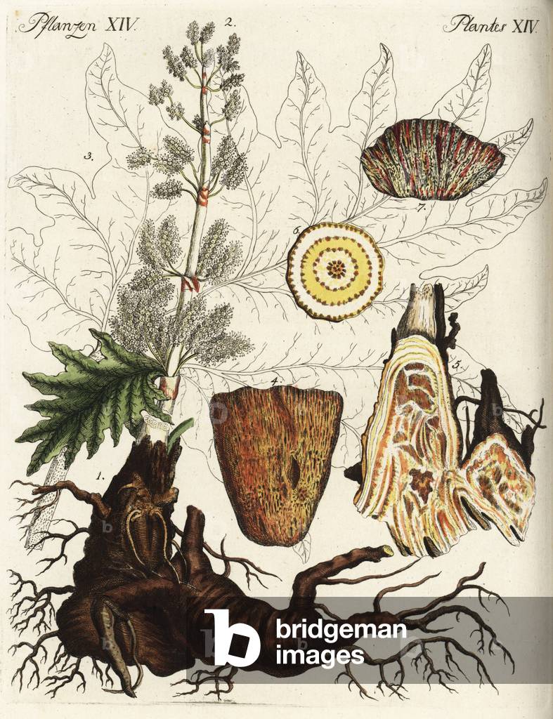 Rhubarb, root, flower, leaf and stem, with detail of cuts and sections -True rhubarb, Rheum rhabarbarum, roots 1, flower 2, leaf outline 3, stalk exterior 4, stalk section 7, root sections 5.6. Handcoloured copperplate engraving from Friedrich Johann Bertuch's Bilderbuch fur Kinder (Picture Book for Children), Weimar, 1792.
