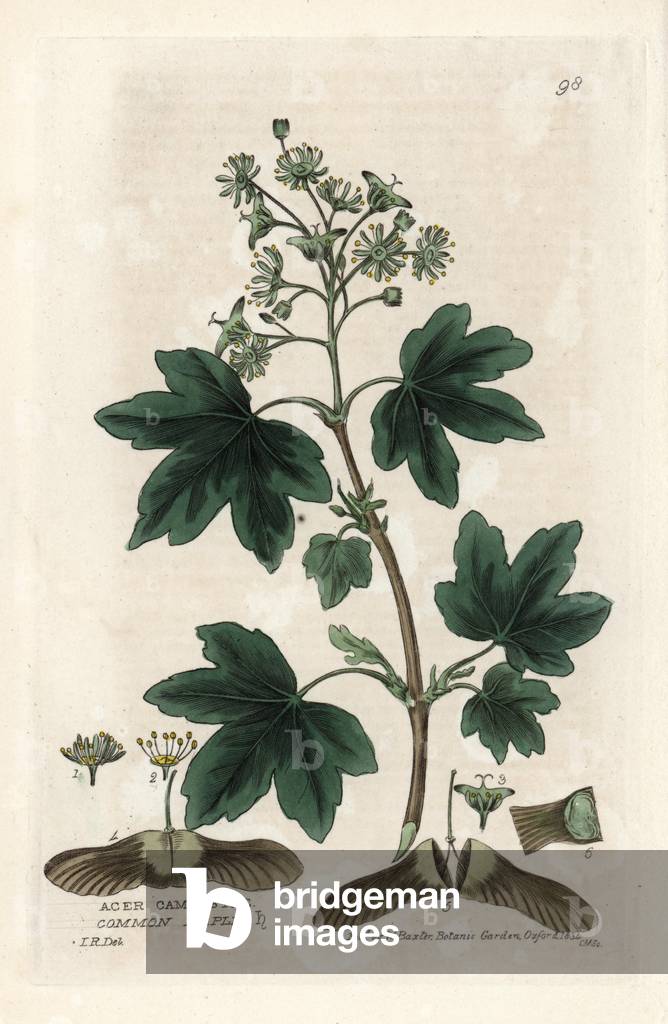 Country maple. Coloured copper engraving from a drawing by Isaac Russell from William Baxter's book “English Botanical Phenomenes””, 1834. William Baxter (1788-1871) was the curator of the Oxford Botanical Garden from 1813 to 1854. Common maple tree, Acer campestre. Handcoloured copperplate engraving by Charles Mathews of a drawing by Isaac Russell from William Baxter's “” British Phaenogamous Botany”” 1834. Scotsman William Baxter (1788-1871) was the curator of the Oxford Botanic Garden from 1813 to 1854.