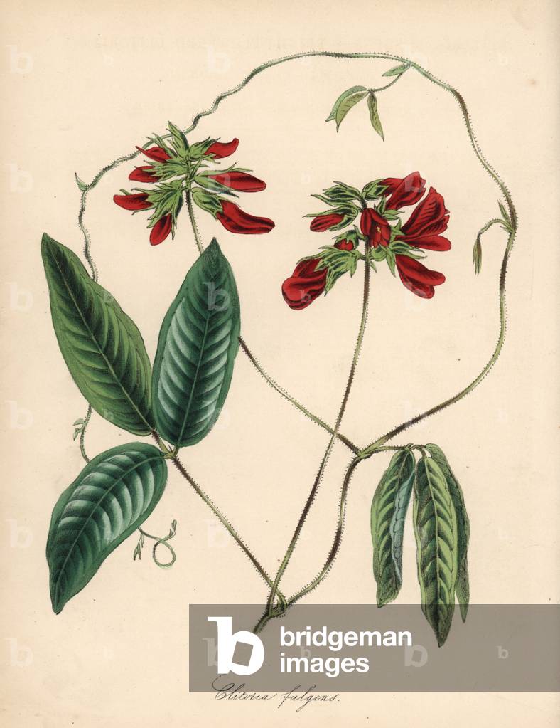 Camptosema scarlatinum var. pubescens (Bright-flowered clitoria, Clitoria fulgens). Handcoloured zincograph by C. Chabot drawn by Miss M. A. Burnett from her “” Plantae Utiliores: or Illustrations of Useful Plants,”” Whittaker, London, 1842. Miss Burnett drew the botanical illustrations, but the text was chiefly by her late brother, British botanist Gilbert Thomas Burnett (1800-1835).