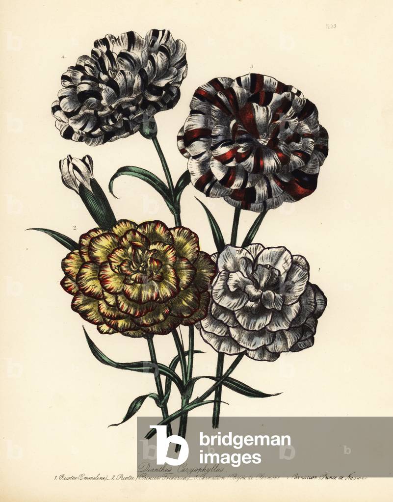 Emmeline and Princess Frederick picotees, and Bijou de Clement and Prince de Nassau carnations, Dianthus caryophyllus. Handfinished chromolithograph by Henry Noel Humphreys after an illustration by Jane Loudon from Mrs. Jane Loudon's Ladies Flower Garden of Ornamental Perennials, William S. Orr, London, 1849.