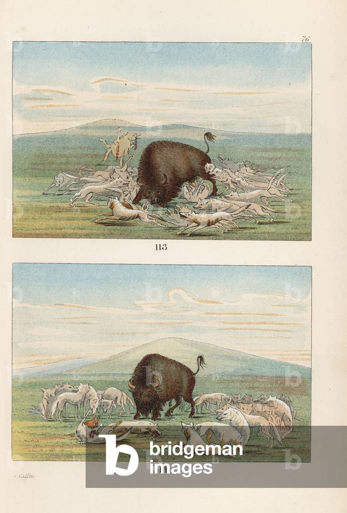 American bison fighting a pack of white wolves. Handcoloured lithograph from George Catlin's Manners, Customs and Condition of the North American Indians, London, 1841.