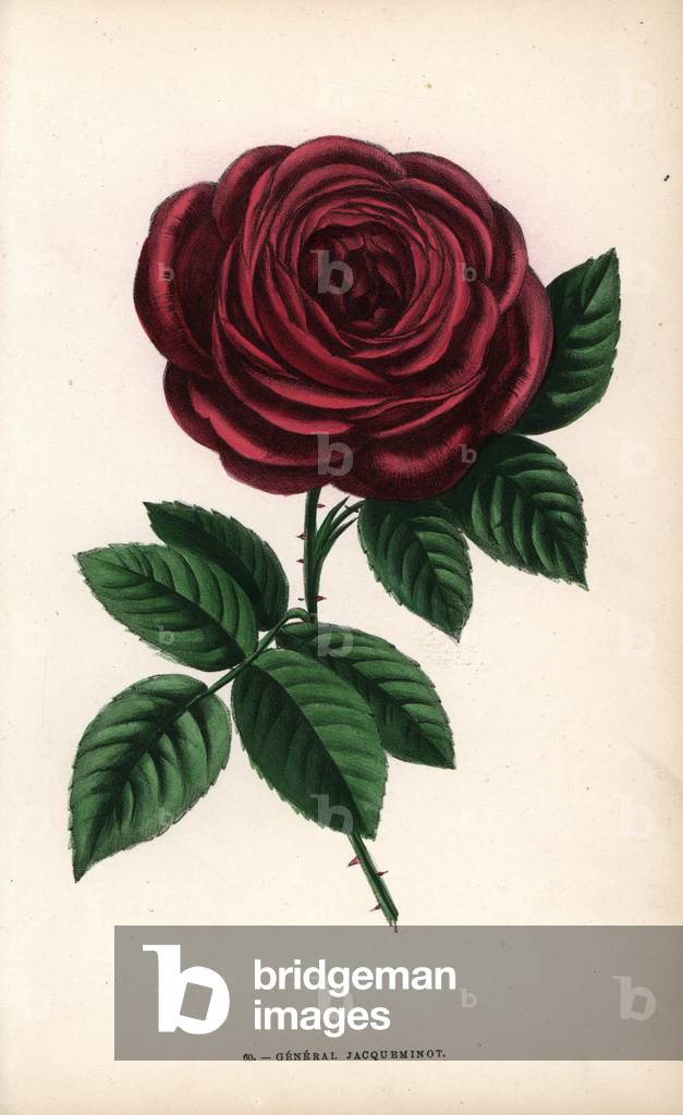 General Jacqueminot rose, hybrid produced in 1853 by Roussel, an amateur rose grower from Meudon. Chromolithograph drawn and lithographed after nature by F. Grobon from Hippolyte Jamain and Eugene Forney's “” Les Roses,” Paris, J. Rothschild, 1873. Jamain was a rose grower and Forney a professor of arboriculture. Francois Frederic GROBON (1815-1901) ran his own atelier and illustrated “” Fleurs” after Redoute with his brother Anthelme as the Grobon freres.