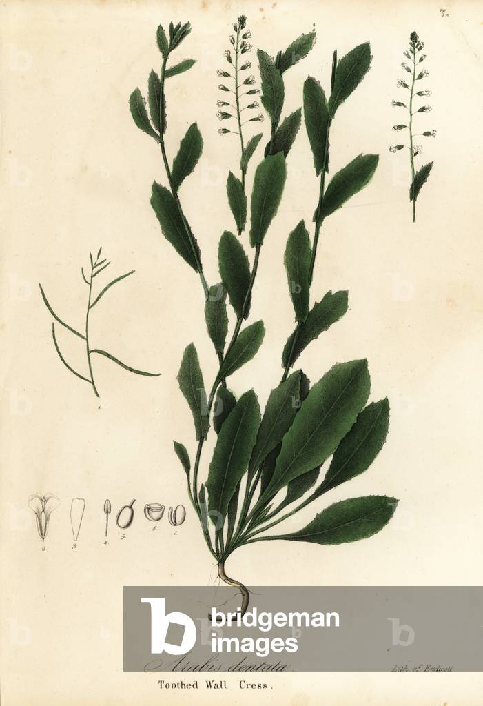 Murbeckiella pinnatifida (Toothed wall cress, Arabis dentata)