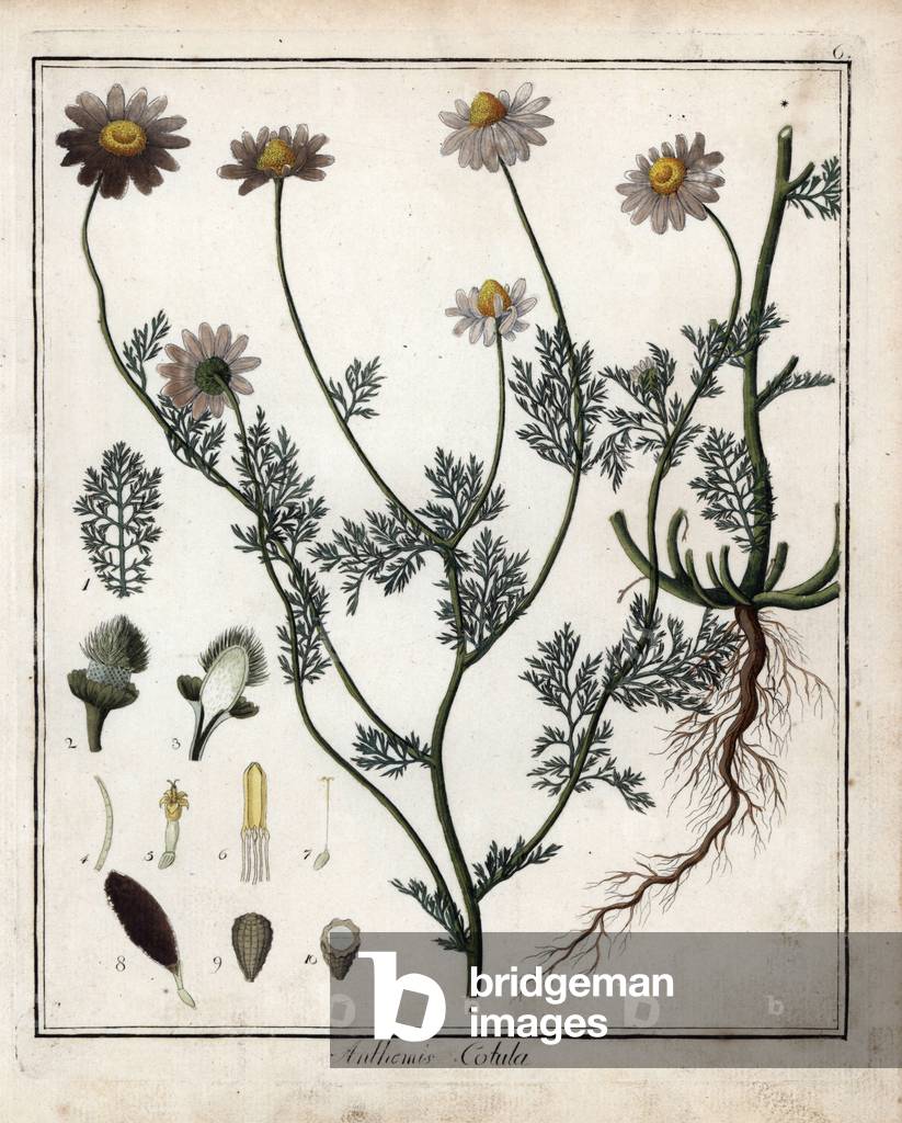 Anthemis fetide or stinking chamomile - Lithography by F. Guimpel, extracted from medical botany by Friedrich Gottlob Haynes (1763-1832), Berlin, 1822 - Stinking chamomile, Anthemis cotula - Handcoloured copperplate by F. Guimpel from Dr. F. G. Hayne's Medical Botany, Berlin, 1822